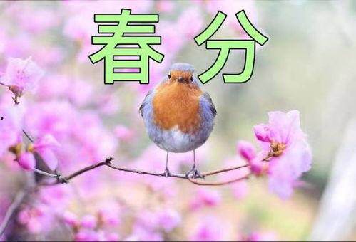 春分有雨在线观看,在线观看春分雨景，感受自然之美  第2张